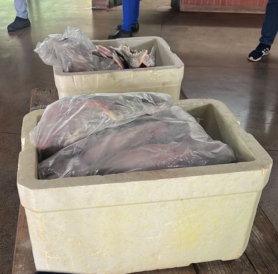 Produtos desenvolvidos no curso de processamento de pescado serão apresentados para degustação durante a Agrotins 2024 (Foto: Divulgação)