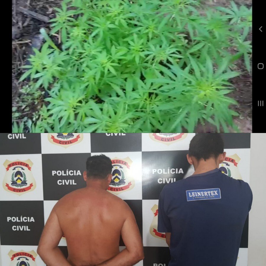 PlantaÃ§Ã£o de dez mil pÃ©s de maconha foi encontrada em matagal e duas pessoas foram presas em Miranorte