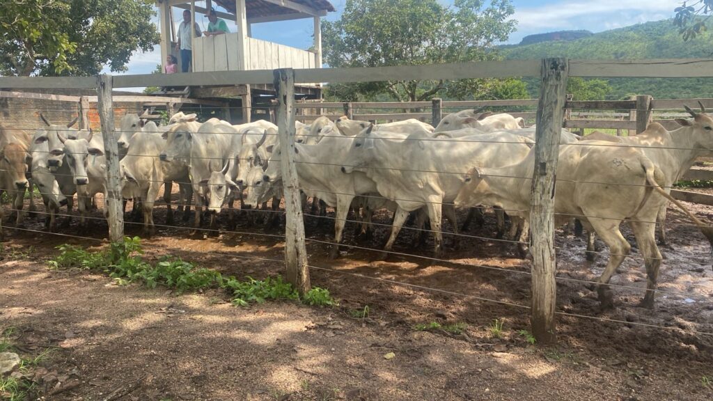 Operação Jequitibá: Polícia Civil recupera 28 cabeças de gado furtadas por vaqueiro de fazenda em Monte do Carmo