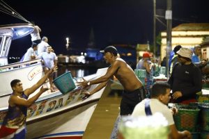 Crise do açaí persiste com chegada do verão amazônico e acende alerta sobre abastecimento no Pará