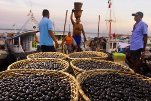 Pará: Maior produtor e exportador de açaí pode ter 300 mil trabalhadores afetados pelo ‘tarifaço’ de Trump
