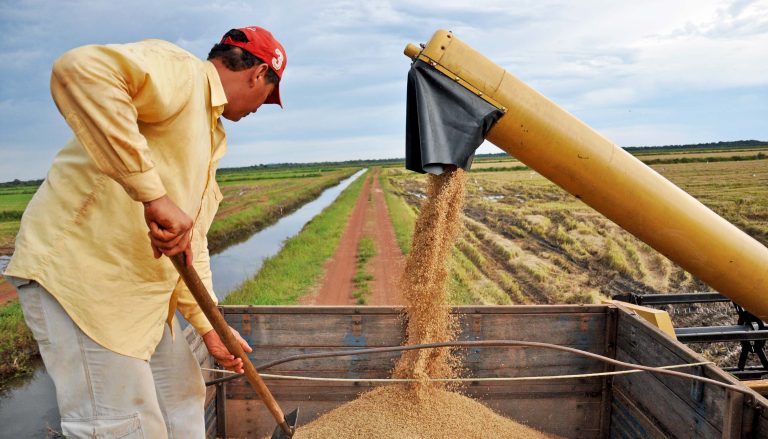 Governo do Tocantins investe em tecnologia e produtividade e mantém liderança na produção de arroz na Região Norte
