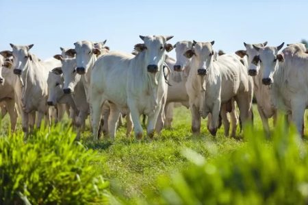Expansão e inovação colocam Tocantins entre os líderes da pecuária brasileira