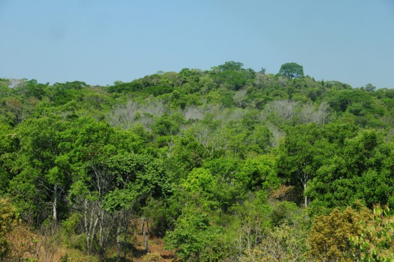 Tocantins alcança a 2ª posição da região norte em cadastros do CAR analisados e concluídos sem pendências