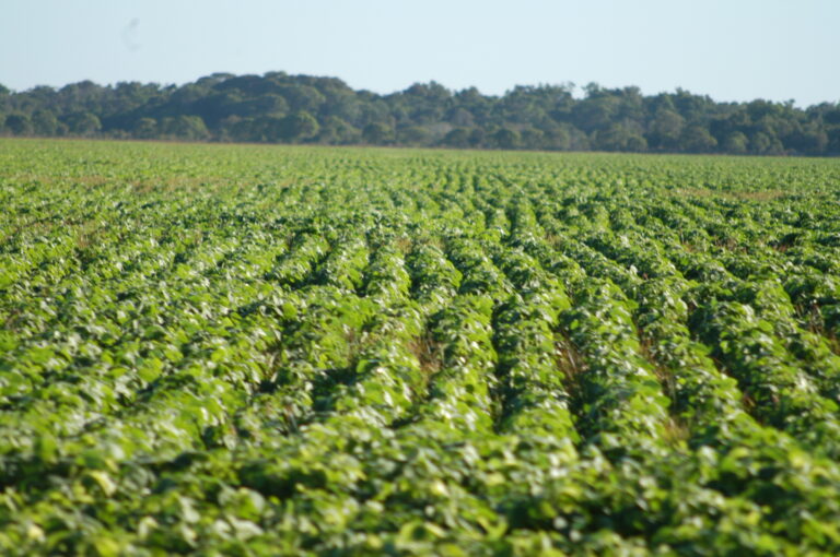 Tocantins projeta produção inédita superior a 10 milhões de toneladas de grãos em 2026/2027